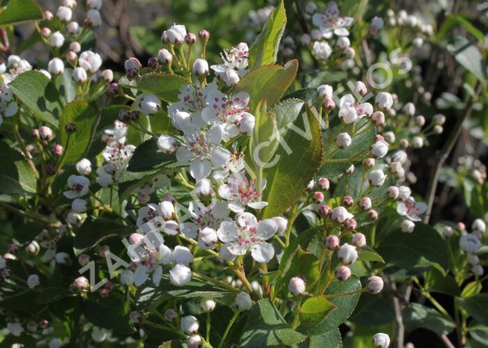 Temnoplodec černoplodý 'Autumn Magic' - Aronia melanocarpa 'Autumn Magic'