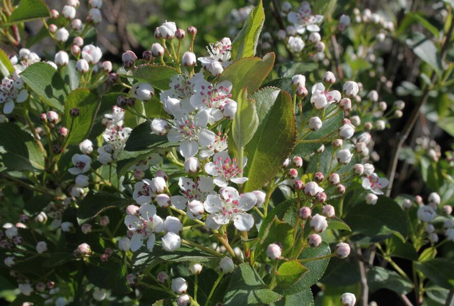 Temnoplodec, arónie černoplodá 'Autumn Magic' - Aronia melanocarpa 'Autumn Magic'