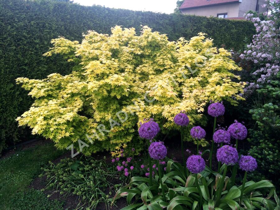 Javor dlanitolistý 'Summer Gold' - Acer palmatum 'Summer Gold'