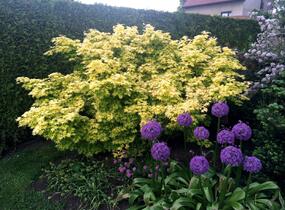 Javor dlanitolistý 'Summer Gold' - Acer palmatum 'Summer Gold'