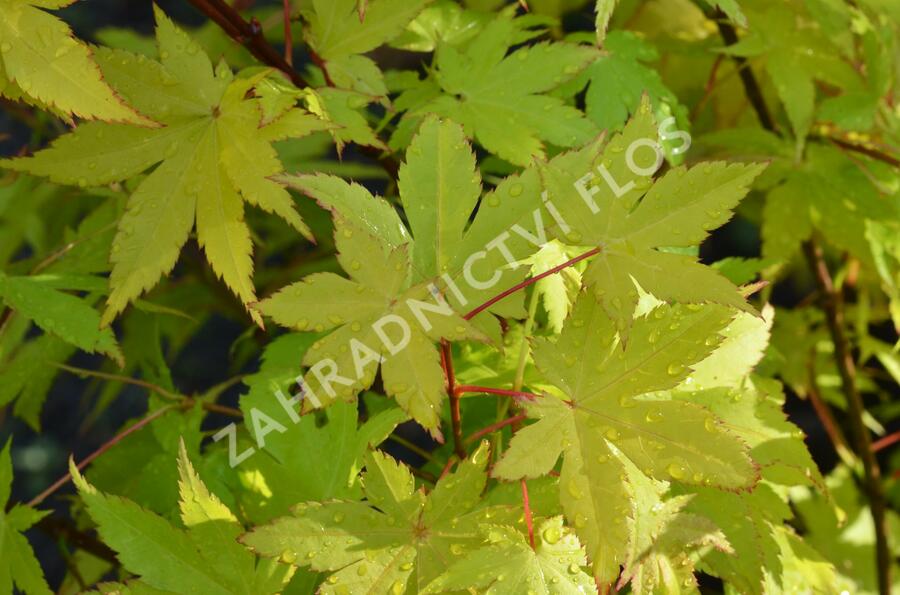 Javor dlanitolistý 'Summer Gold' - Acer palmatum 'Summer Gold'
