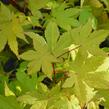 Javor dlanitolistý 'Summer Gold' - Acer palmatum 'Summer Gold'