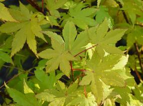 Javor dlanitolistý 'Summer Gold' - Acer palmatum 'Summer Gold'