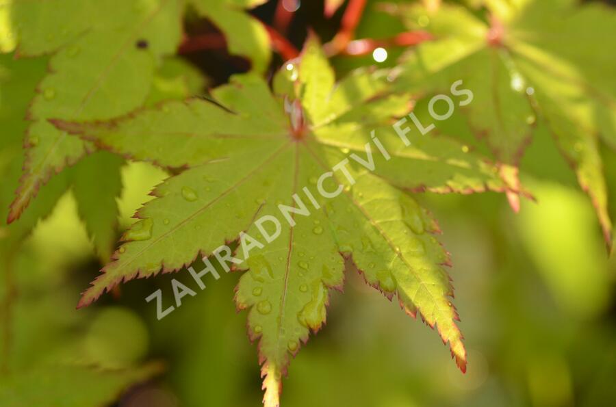 Javor dlanitolistý 'Summer Gold' - Acer palmatum 'Summer Gold'