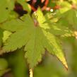 Javor dlanitolistý 'Summer Gold' - Acer palmatum 'Summer Gold'
