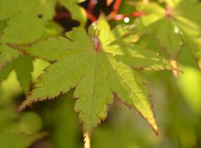 Javor dlanitolistý 'Summer Gold' - Acer palmatum 'Summer Gold'