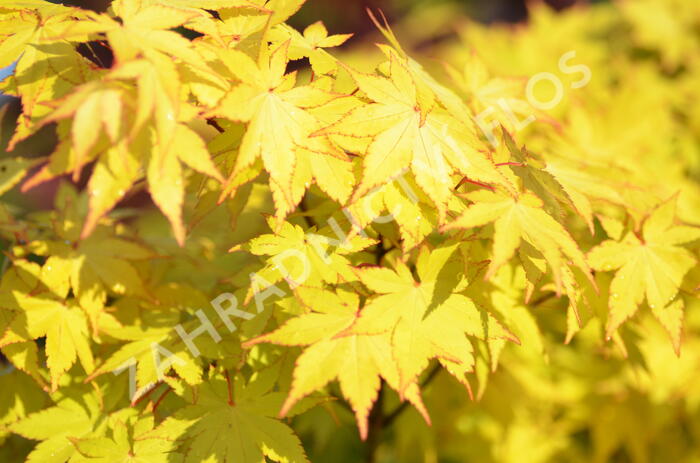 Javor dlanitolistý 'Summer Gold' - Acer palmatum 'Summer Gold'