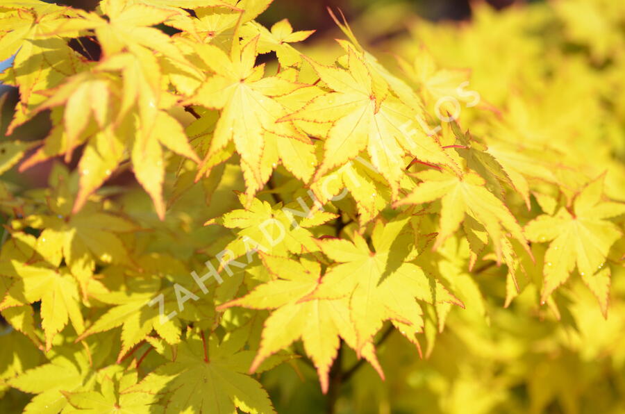 Javor dlanitolistý 'Summer Gold' - Acer palmatum 'Summer Gold'
