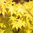 Javor dlanitolistý 'Summer Gold' - Acer palmatum 'Summer Gold'