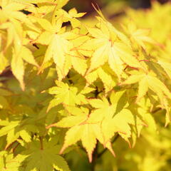 Javor dlanitolistý 'Summer Gold' - Acer palmatum 'Summer Gold'