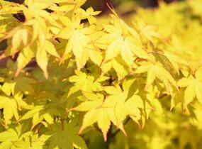 Javor dlanitolistý 'Summer Gold' - Acer palmatum 'Summer Gold'