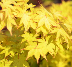 Javor dlanitolistý 'Summer Gold' - Acer palmatum 'Summer Gold'