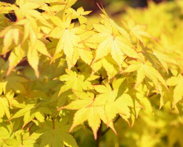 Javor dlanitolistý 'Summer Gold'