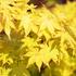 javor-dlanitolisty-summer-gold.jpg