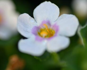 Bakopa 'Baristo Giga Pink Eye'