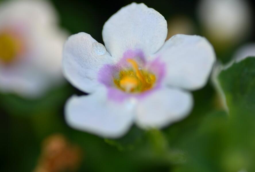 Bakopa 'Baristo Giga Pink Eye' - Sutera diffusus 'Baristo Giga Pink Eye'