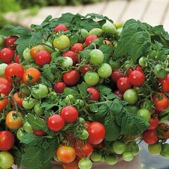 Rajče balkonové keříčkové 'Vilma' - Lycopersicon esculentum 'Vilma'