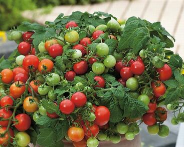 Rajče balkonové keříčkové 'Vilma'