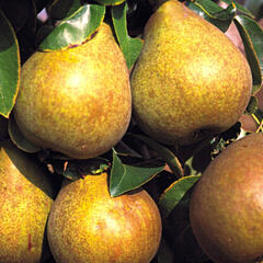 Hrušeň podzimní 'Hardyho máslovka' - Pyrus communis 'Hardyho máslovka'