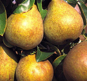 Hrušeň podzimní 'Hardyho máslovka' - Pyrus communis 'Hardyho máslovka'