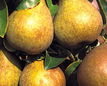 Hrušeň podzimní 'Hardyho máslovka'