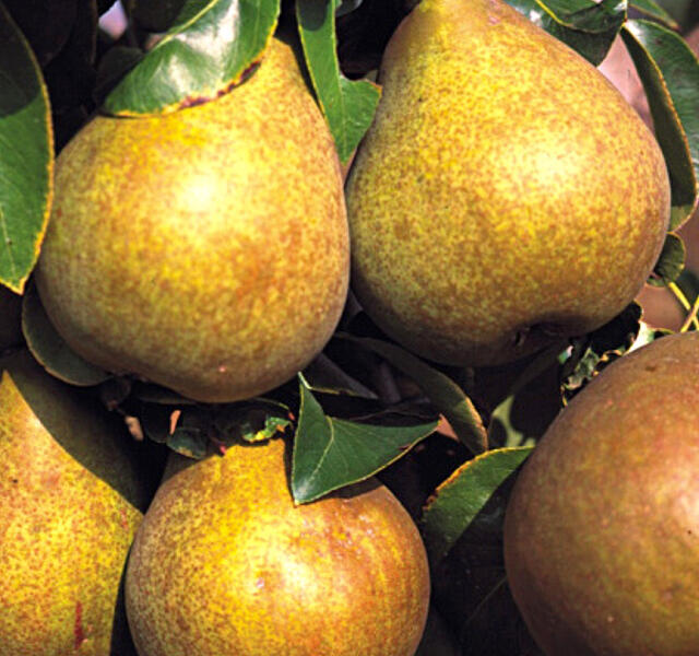 Hrušeň podzimní 'Hardyho máslovka' - Pyrus communis 'Hardyho máslovka'