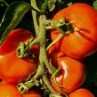 Rajče tyčkové 'Uragan' F1 - Lycopersicon esculentum 'Uragan' F1