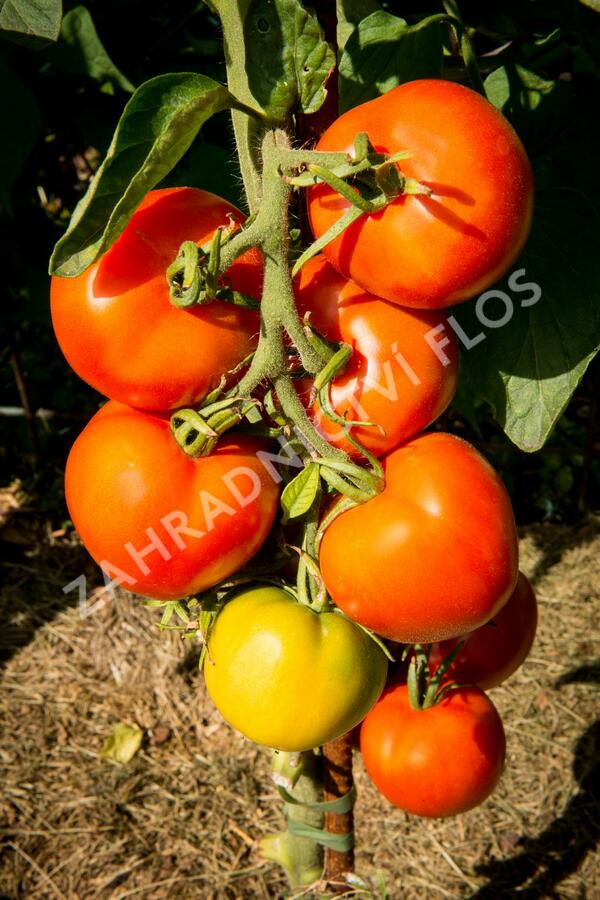 Rajče tyčkové 'Uragan' F1 - Lycopersicon esculentum 'Uragan' F1