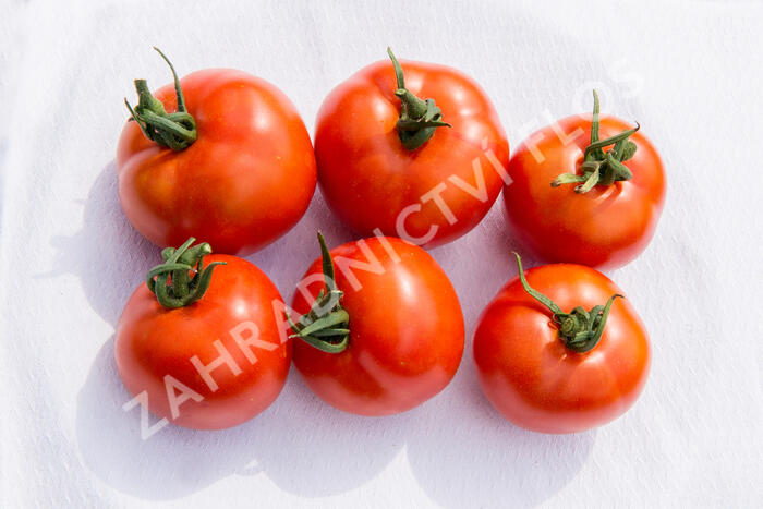 Rajče tyčkové 'Uragan' F1 - Lycopersicon esculentum 'Uragan' F1