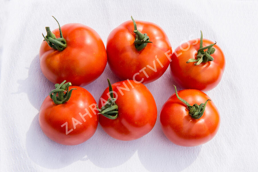 Rajče tyčkové 'Uragan' F1 - Lycopersicon esculentum 'Uragan' F1