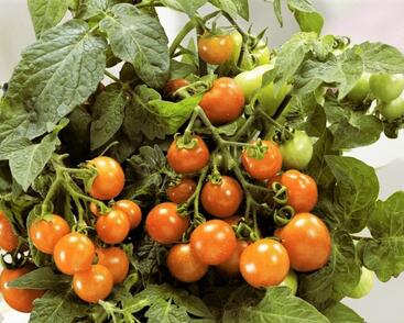 Rajče balkonové keříčkové 'Venus'