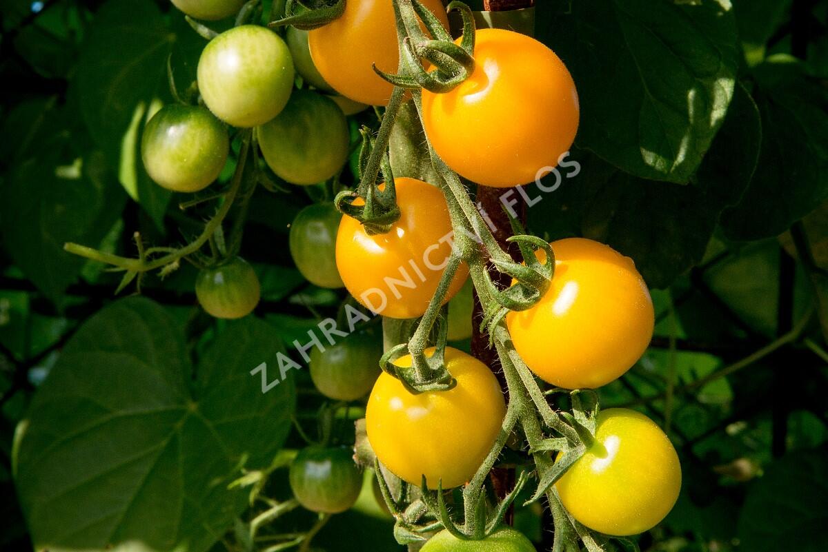 Rajče tyčkové cherry 'Goldkrone' - Lycopersicon esculentum 'Goldkrone'