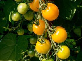 Rajče tyčkové cherry 'Goldkrone' - Lycopersicon esculentum 'Goldkrone'