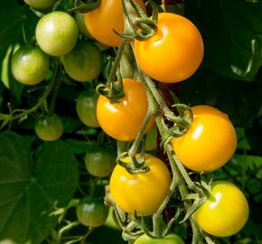 Rajče tyčkové 'Goldkrone' - cherry - Lycopersicon esculentum 'Goldkrone'