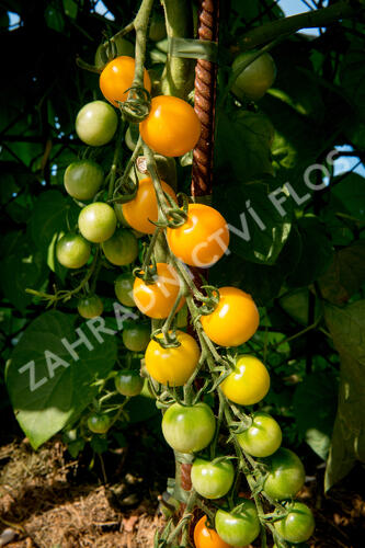 Rajče tyčkové 'Goldkrone' - cherry - Lycopersicon esculentum 'Goldkrone'