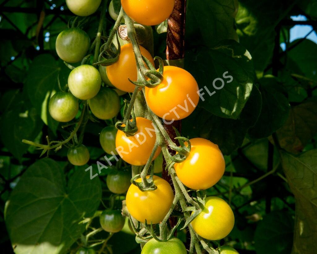 Rajče tyčkové cherry 'Goldkrone' - Lycopersicon esculentum 'Goldkrone'