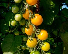 Rajče tyčkové cherry 'Goldkrone'