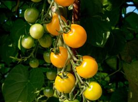 Rajče tyčkové cherry 'Goldkrone' - Lycopersicon esculentum 'Goldkrone'