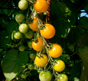 Rajče tyčkové 'Goldkrone' - cherry - Lycopersicon esculentum 'Goldkrone'