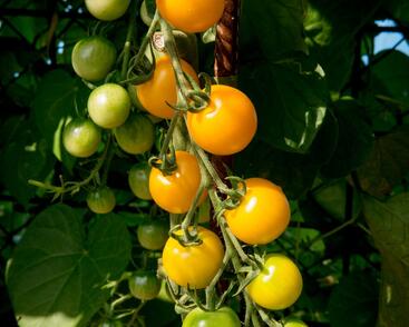 Rajče tyčkové cherry 'Goldkrone'