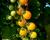 Rajče tyčkové cherry 'Goldkrone'