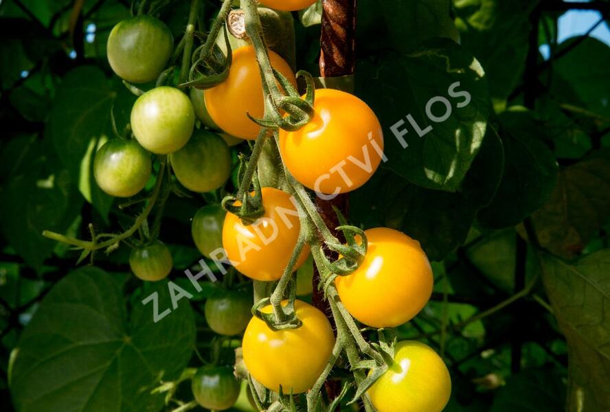 Rajče tyčkové cherry 'Goldkrone' - Lycopersicon esculentum 'Goldkrone'