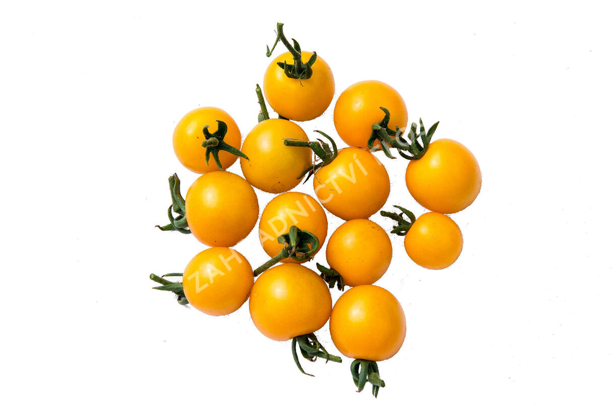 Rajče tyčkové cherry 'Goldkrone' - Lycopersicon esculentum 'Goldkrone'