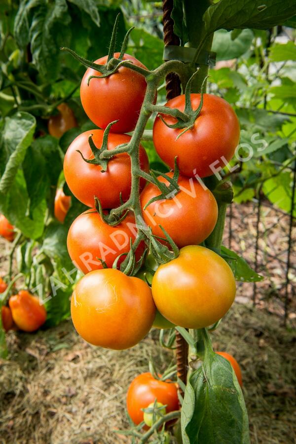 Rajče tyčkové 'Dafne' F1 - Lycopersicon esculentum 'Dafne' F1