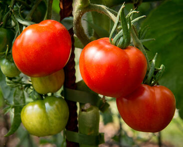 Rajče tyčkové 'Stupické polní rané'