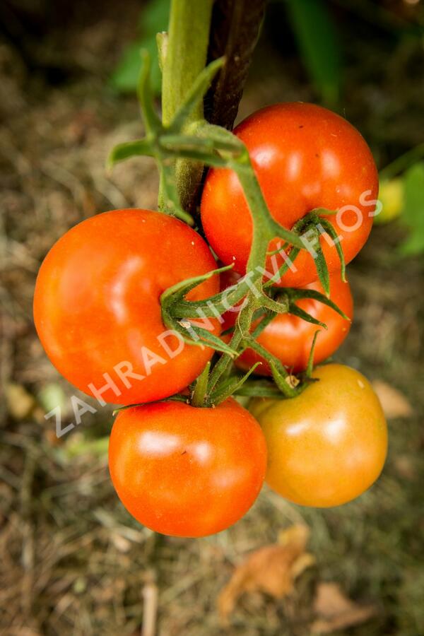 Rajče tyčkové 'Pálava' F1 - Lycopersicon esculentum 'Pálava' F1