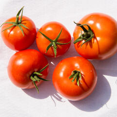 Rajče tyčkové 'Pálava' F1 - Lycopersicon esculentum 'Pálava' F1