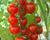 Rajče tyčkové cherry 'Cherrola F1'