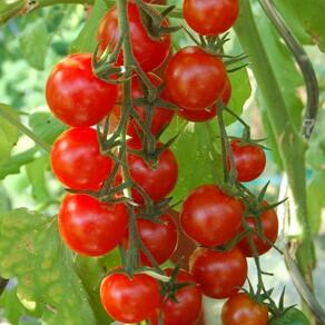Rajče tyčkové cherry 'Cherrola F1' - Lycopersicon esculentum 'Cherrola' F1