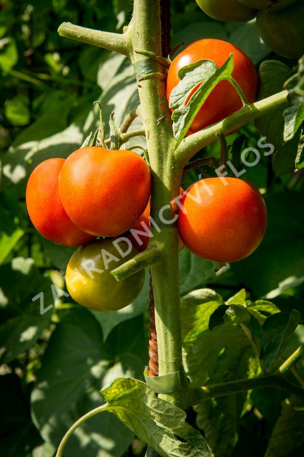 Rajče tyčkové 'Orkado' F1 - Lycopersicon esculentum 'Orkado' F1